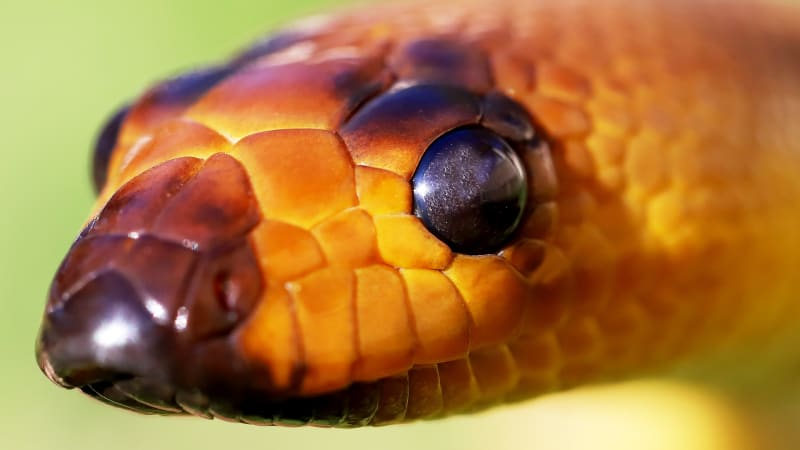 Krajta hnědohlavá se často zaměňuje za jiné hady