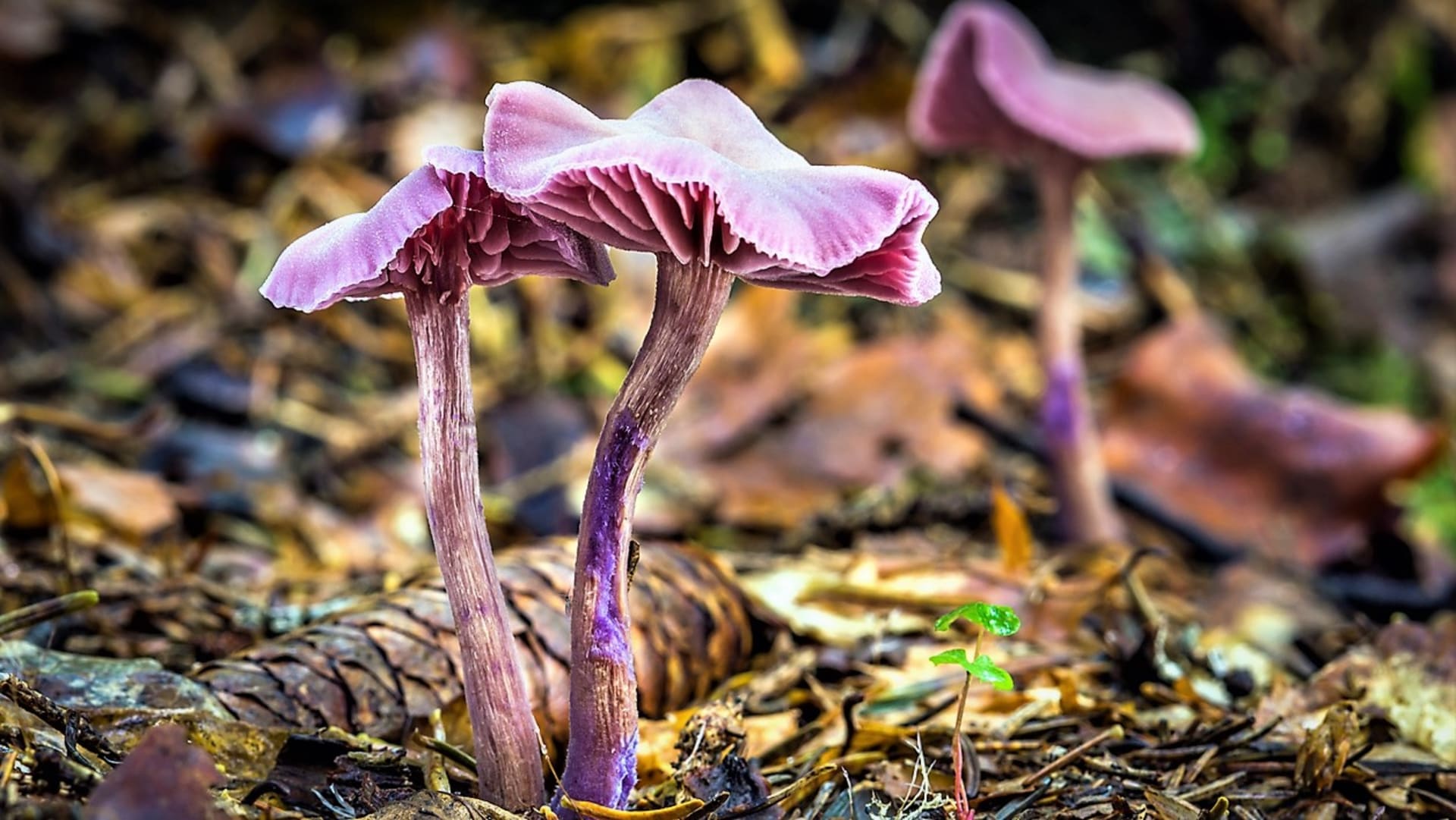 Lakovka ametystová je drobná houbička v mládí s vyklenutým, ve stáří plochým až vmáčklým, často zvlněným, 2 až 5 centimetrů širokým kloboukem.