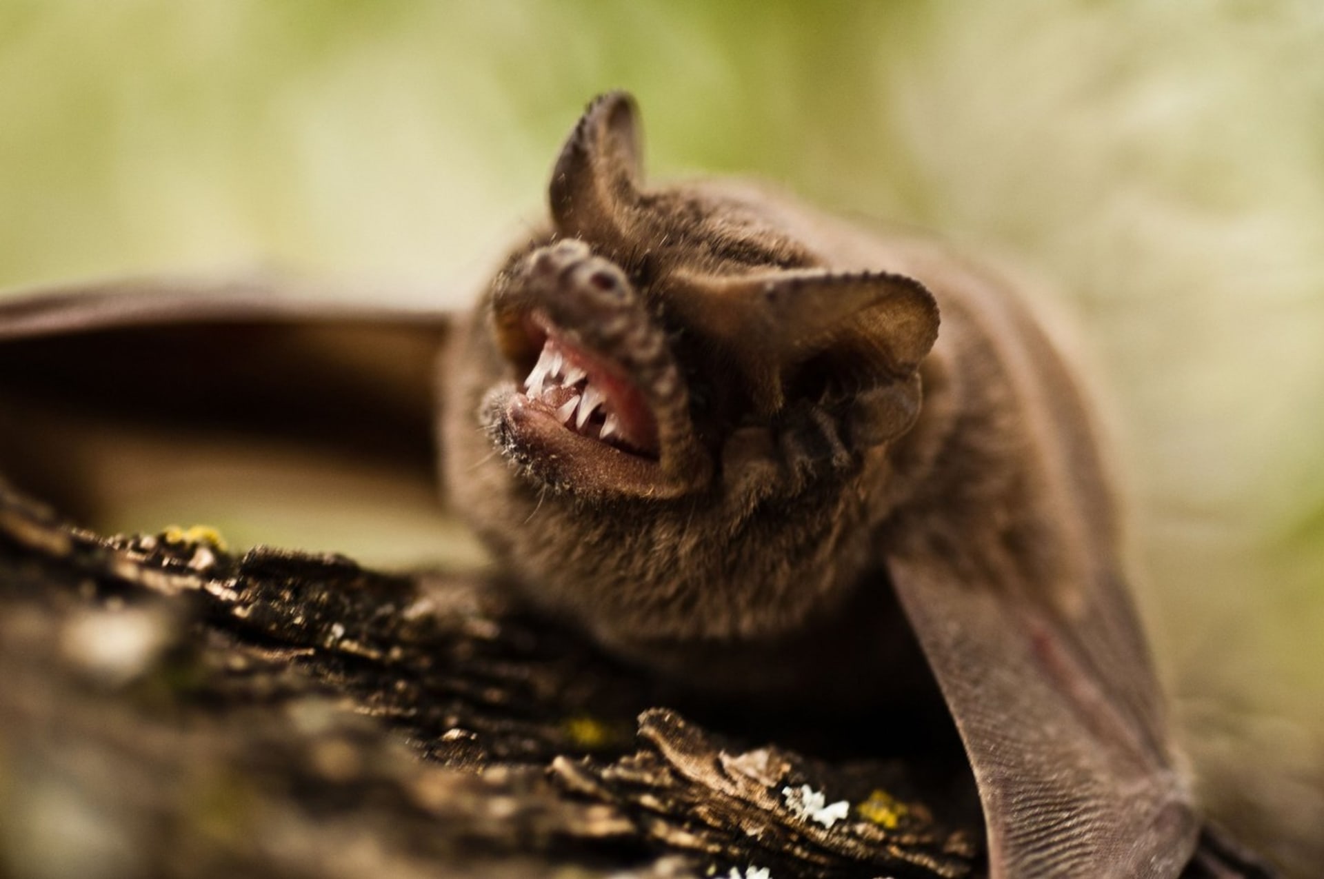 Úřady nyní zkoumají, zda kvůli pečeným netopýrům muž neporušil také zákon o ochraně ohrožených druhů.