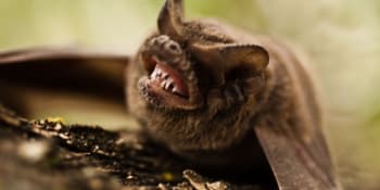 Muž převážel dodávku pečených netopýrů. Chytili ho v Německu, skončil ve vazbě