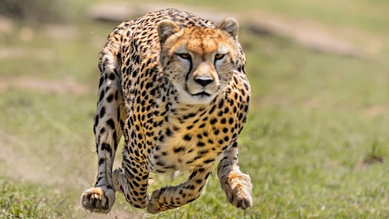 Nejrychlejší zvířata na světě: Gepard vládne jen souši. Vedle koho působí jako šnek? 