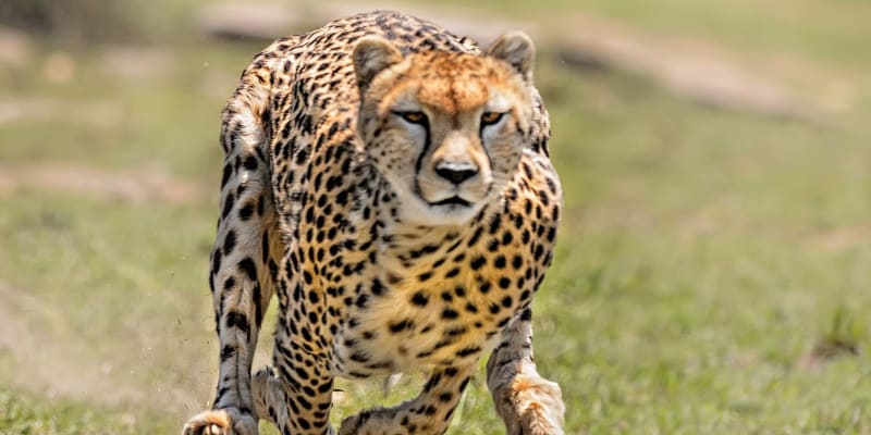 Gepard v běhu