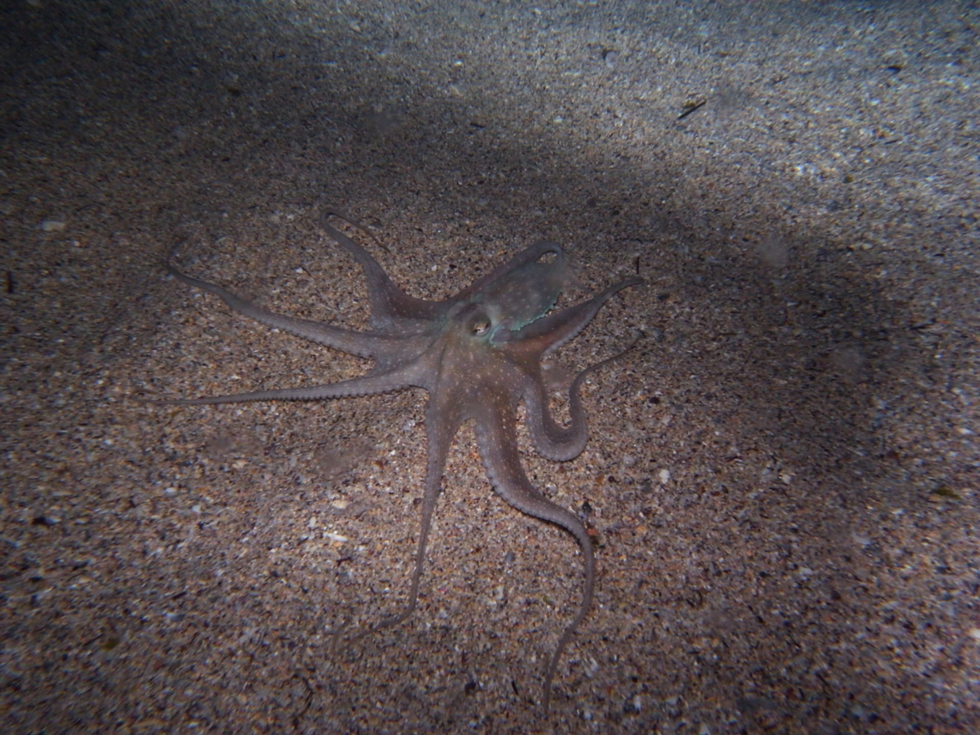 Chobotnice sydneyská má dokonalé mimikry