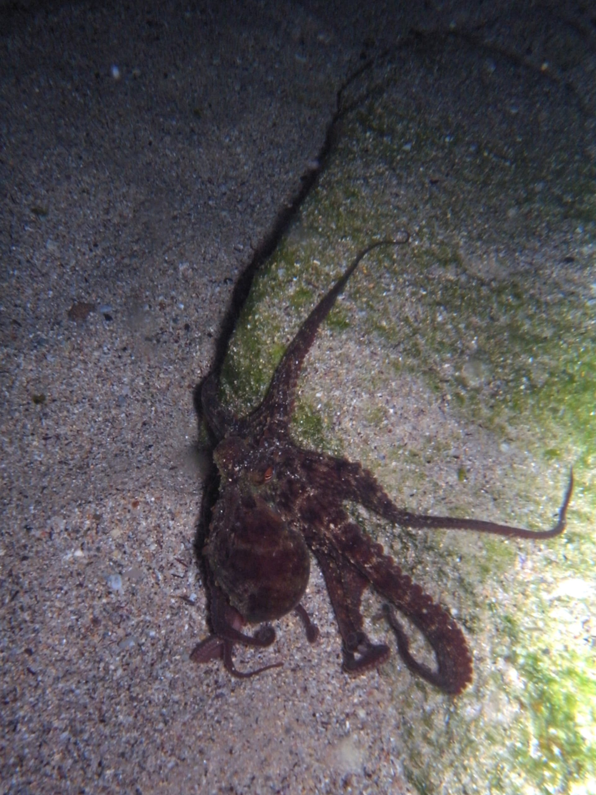 Chobotnice sydneyská