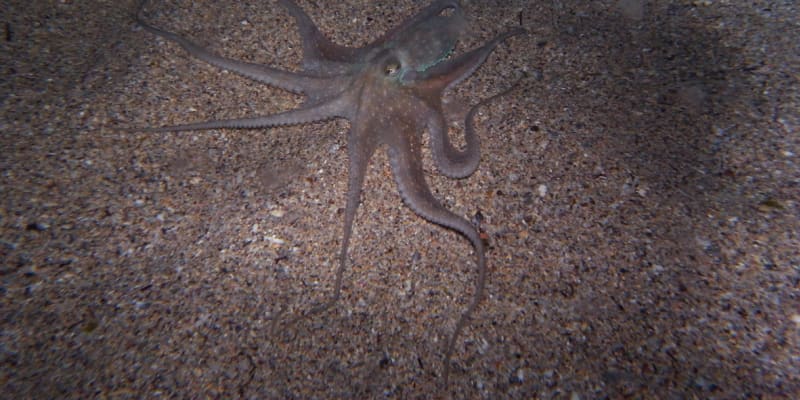 Chobotnice sydneyská má dokonalé mimikry