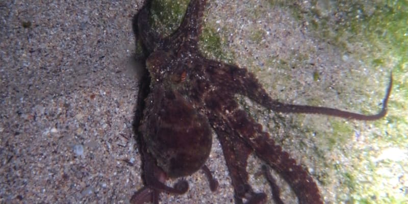 Chobotnice sydneyská
