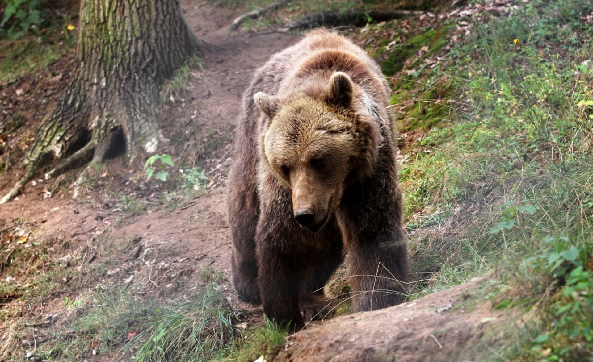 Medvěd hnedý zaútočil na běžce na území obce Tužiny. (Ilustrační fotografie)