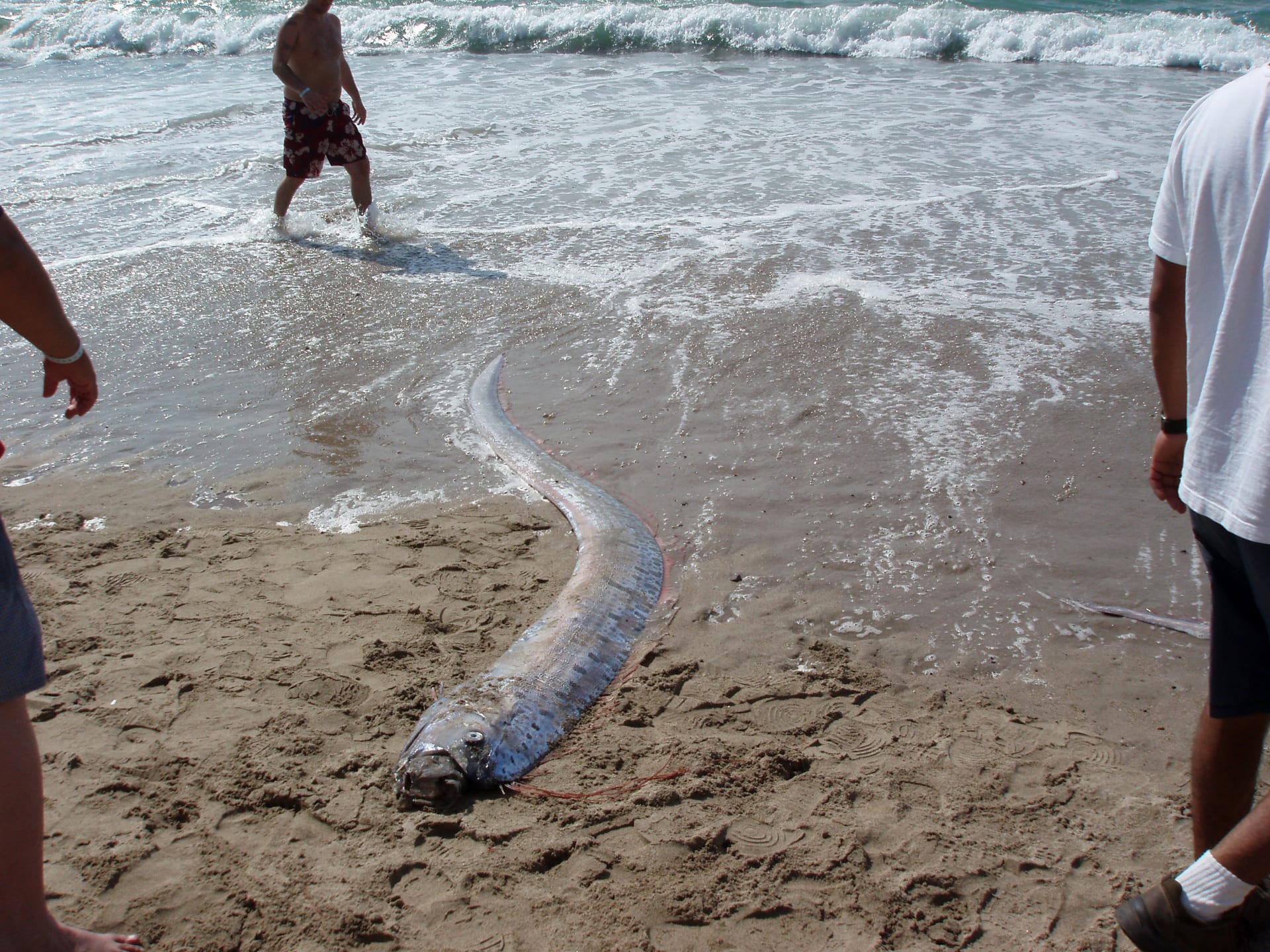 Mrtvý hlístoun na pláži v Mexiku