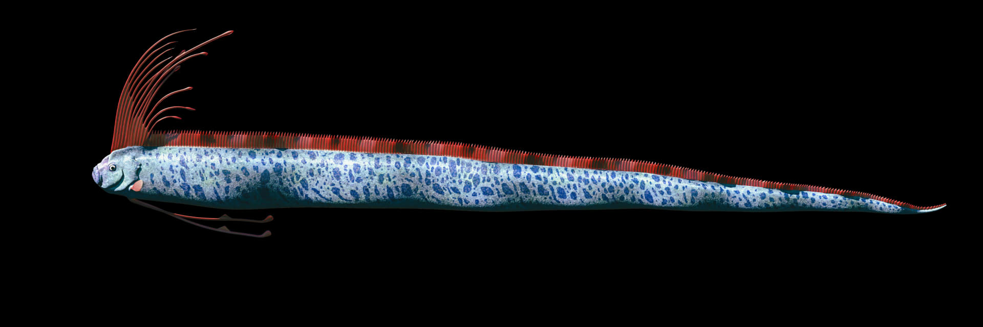 Typickým zankem hlístouna červenohřívého je výrazný červený hřeben táhnoucí se od hlavy až k ocasu