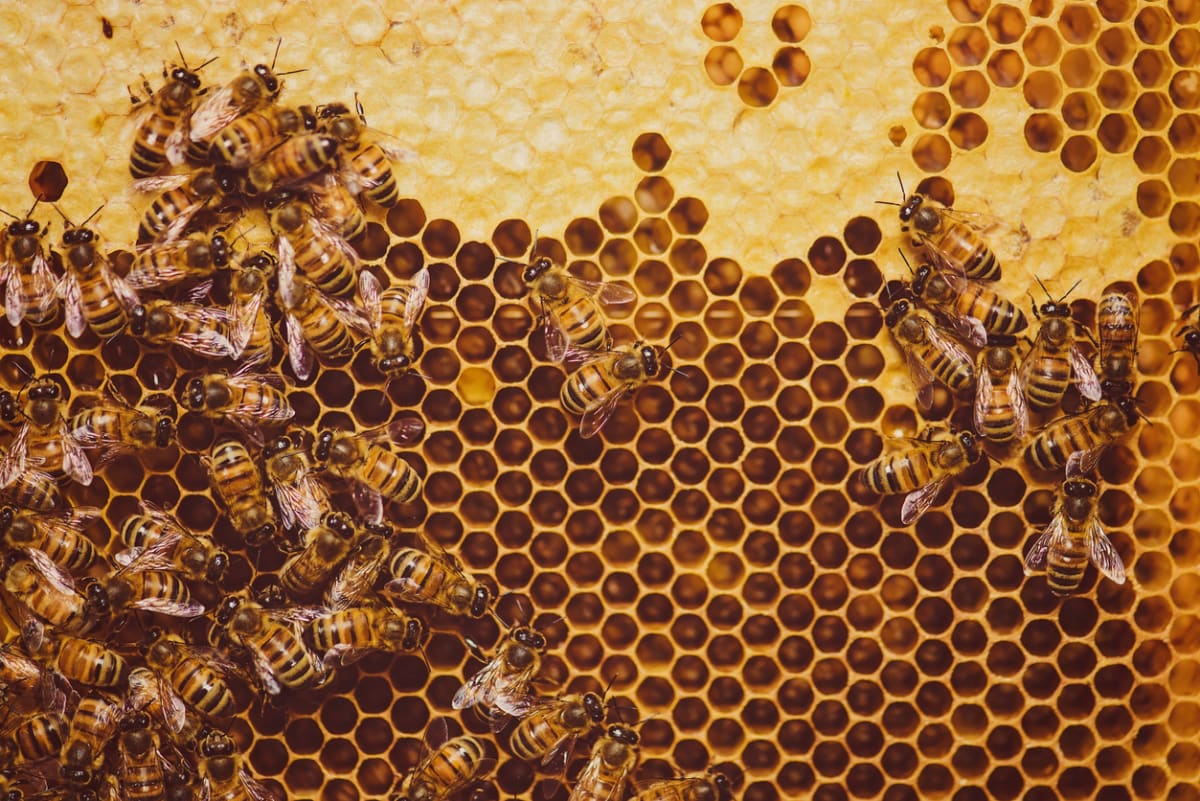 Včely jsou asi nejužitečnější stvoření na zemi