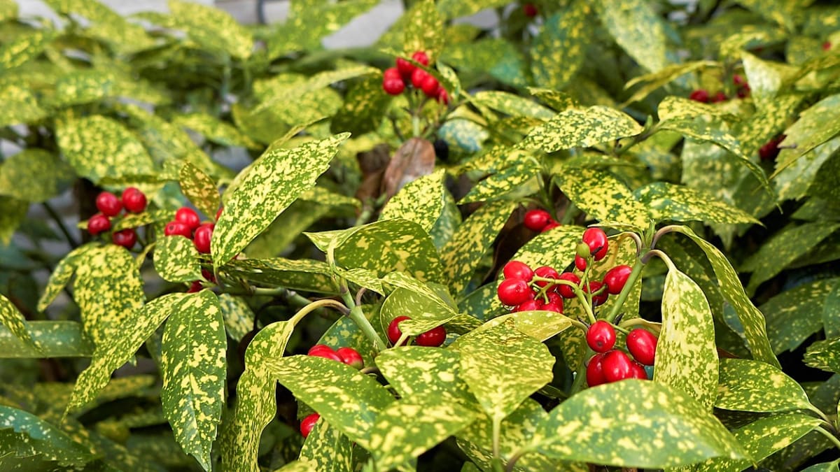 Výrazné, jasně červené bobule (plody) do průměru 1 cm se objevují na podzim a obvykle zůstávají na rostlině celou zimu.