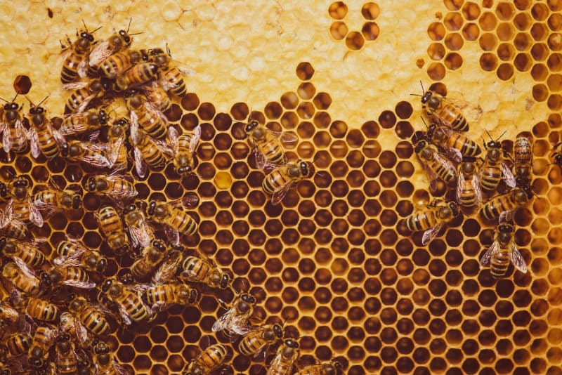 Včely jsou asi nejužitečnější stvoření na zemi