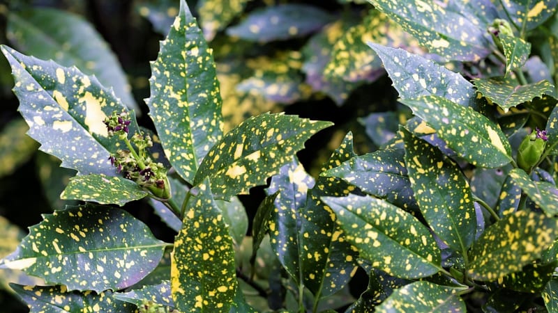 Aucuba japonica ‘Variegeta‘ s výrazně žlutě skvrnitými listy
