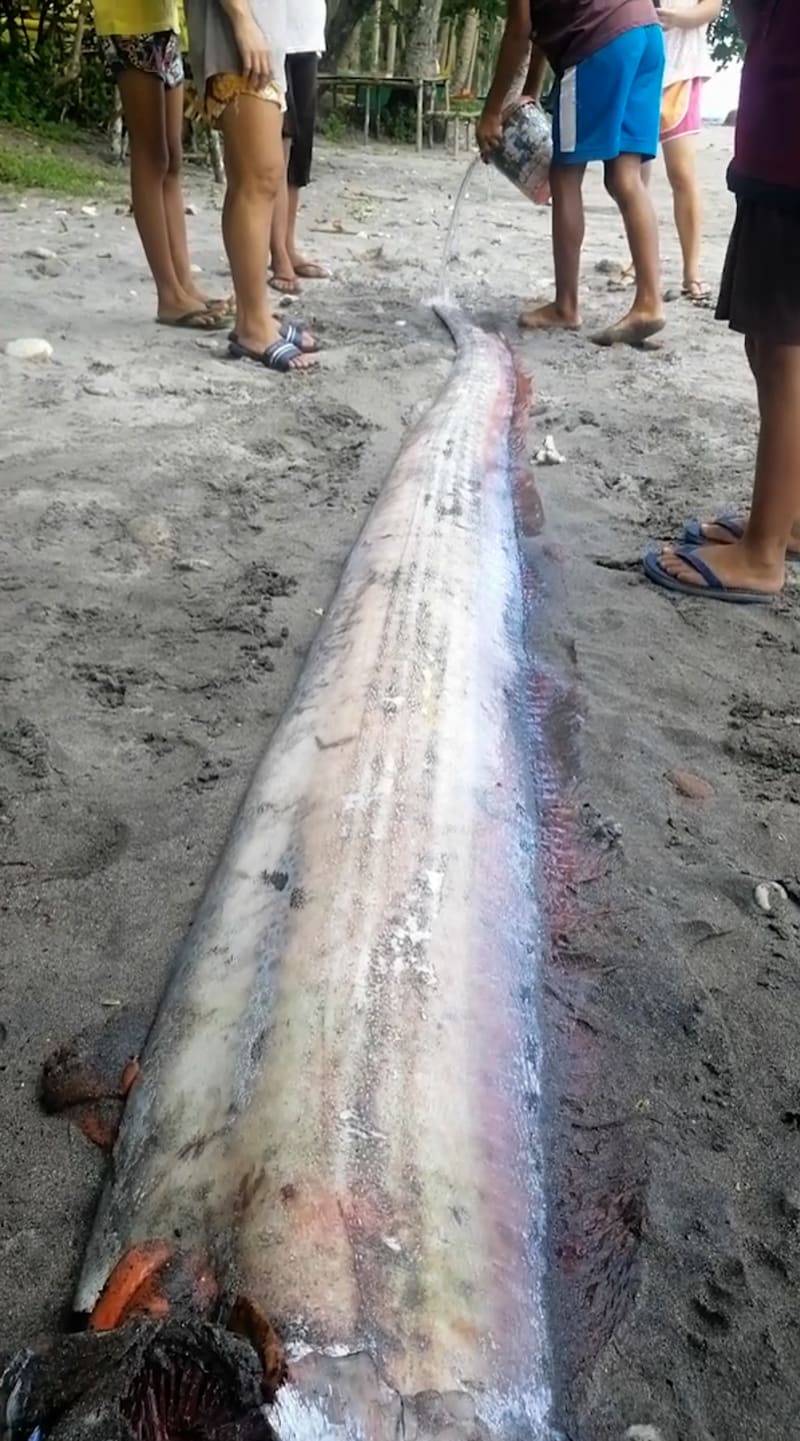 Tento hlístoun vyplavený na Filipínách měl na délku 5 metrů