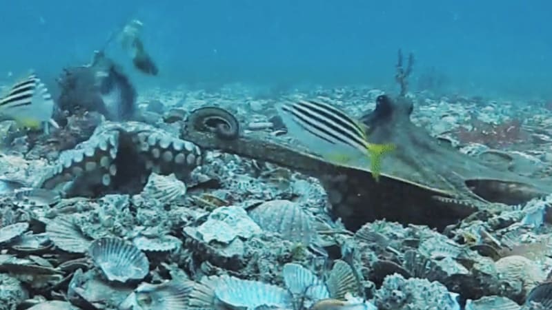 Naštvaně hází bahno a mušle. Unikátní podmořské záběry odhalily hádku chobotnic