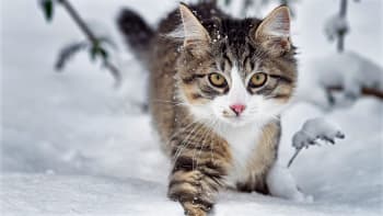 Jaká bude letošní zima: Sledujte kočku a zkontrolujte cibuli, příroda se nemýlí 