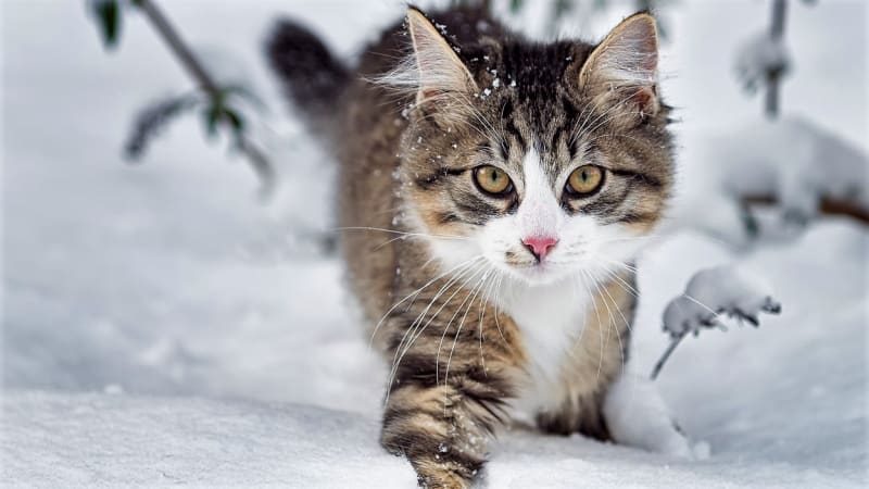 Jaká bude letošní zima? Sledujte kočku a zkontrolujte cibuli, příroda se nemýlí  Lidi odnepaměti zajímá, jestli bude zima tuhá, mrazivá a s bohatou sněhovou nadílkou, nebo jen mírná.