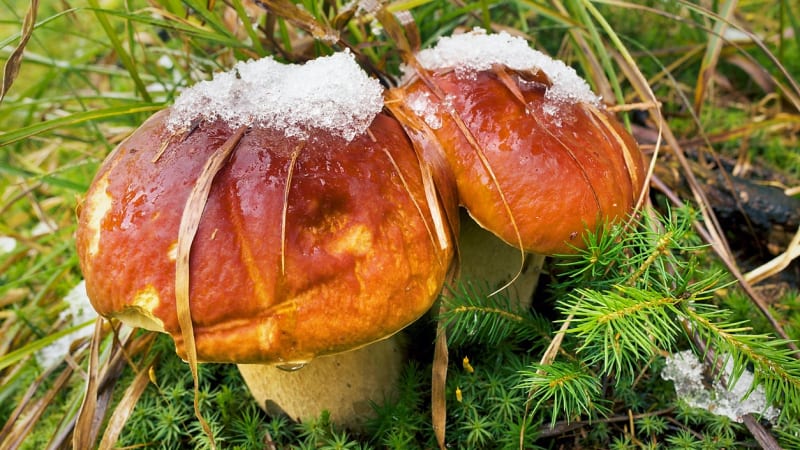 Sbírat, nebo nesbírat houby prošlé mrazem? Některé jsou nejedlé, jiným naopak zima svědčí
