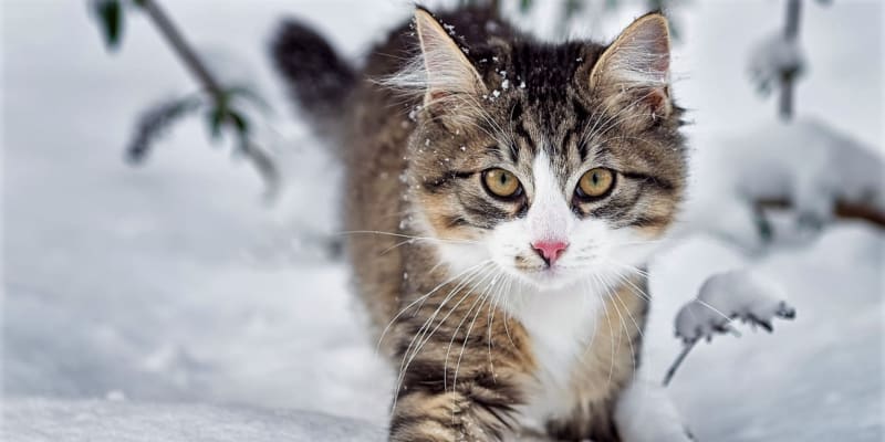 Jaká bude letošní zima? Sledujte kočku a zkontrolujte cibuli, příroda se nemýlí  Lidi odnepaměti zajímá, jestli bude zima tuhá, mrazivá a s bohatou sněhovou nadílkou, nebo jen mírná.
