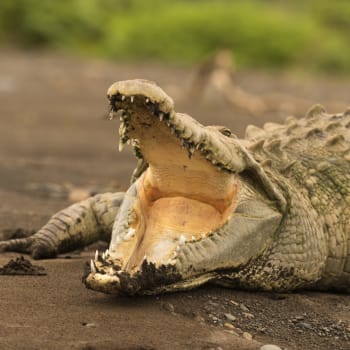 Africké jezero Tanganika obývá nebezpečný krokodýl.