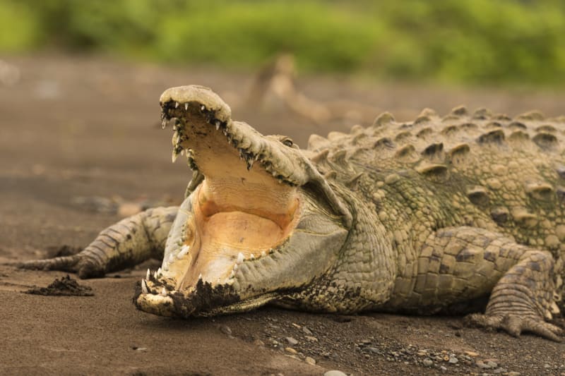 Africké jezero Tanganika obývá nebezpečný krokodýl.