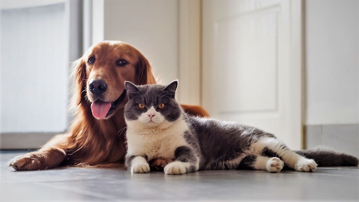 Cukrovkou trpí i kočky a psi. Jak diabetes poznat a jak ho léčit?