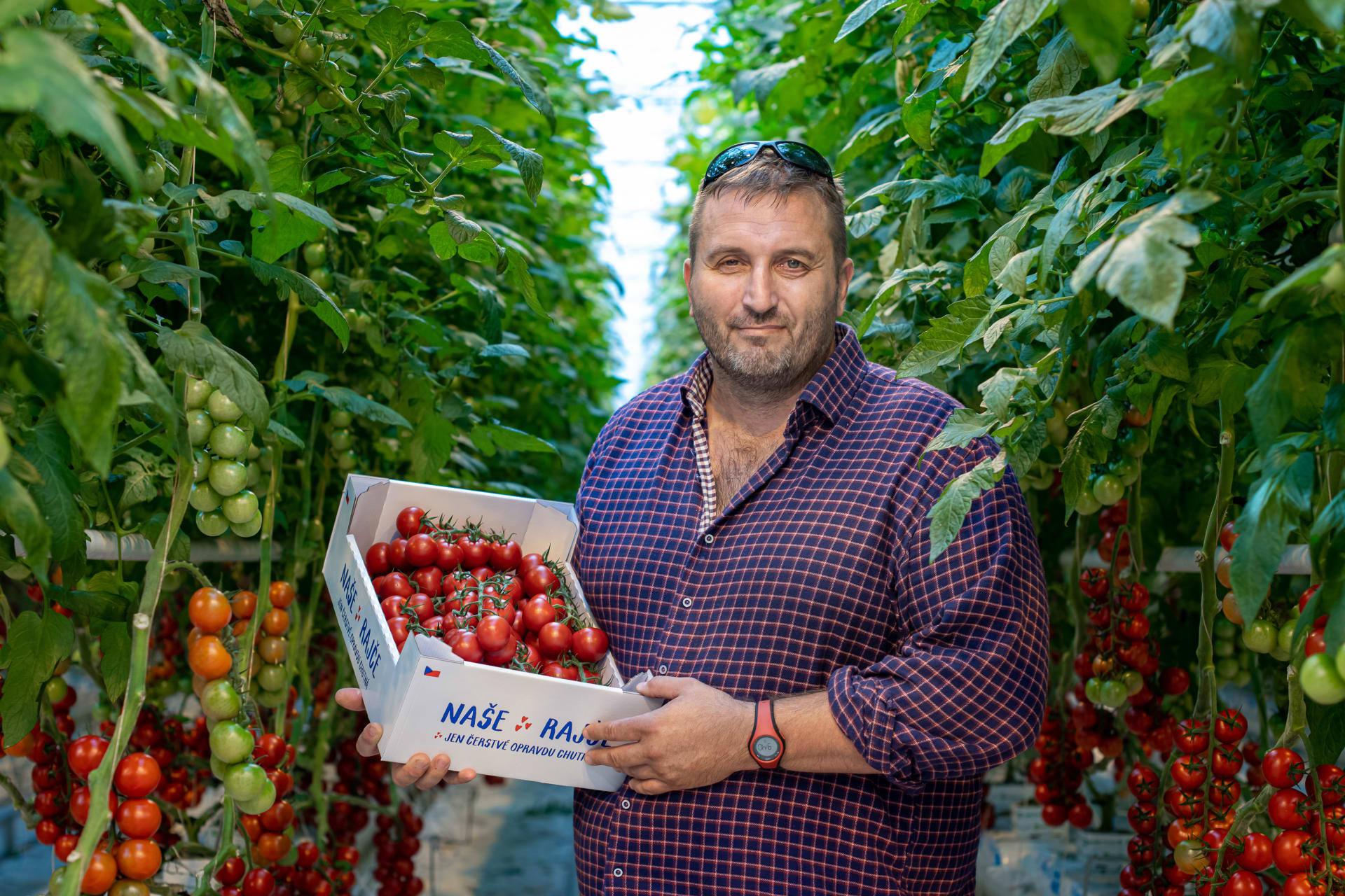 Česká rajčata do 24h od sklizně v prodejnách Kaufland