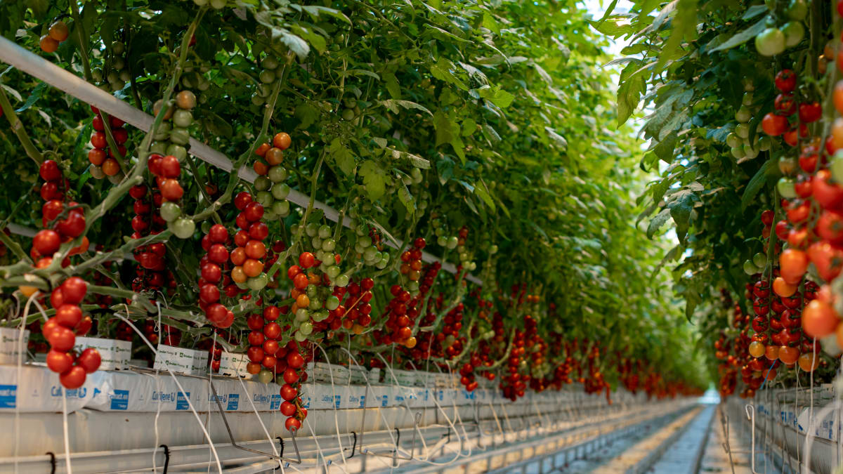 Česká rajčata do 24h od sklizně v prodejnách Kaufland