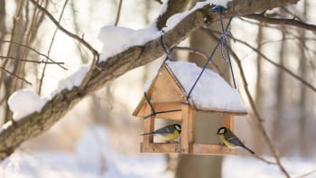 4 tipy na vlastní krmítko pro ptáčky a užitečné rady, čím ptactvo v zimě krmit