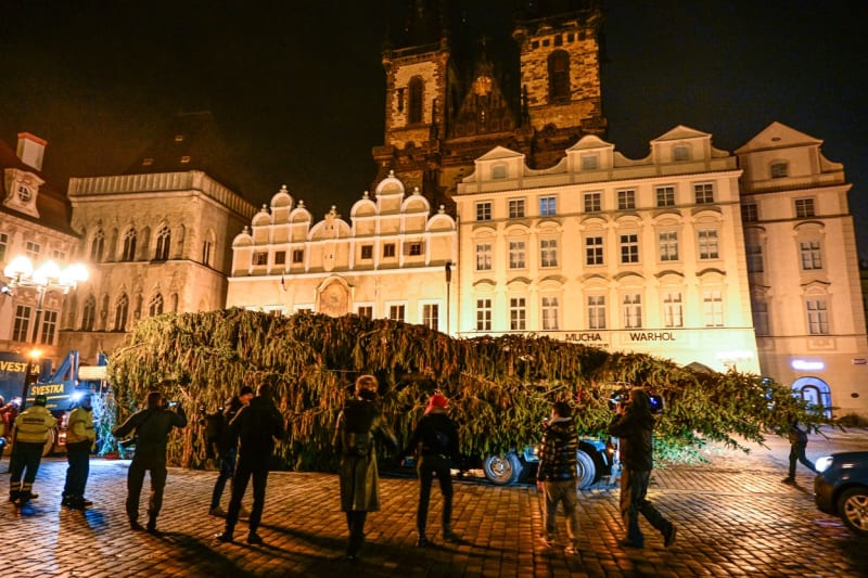 Na pražském Staroměstském náměstí od úterý stojí vánoční smrk původem ze severních Čech.