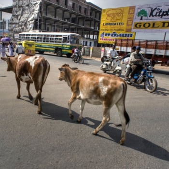 Krávy v ulicích indických měst