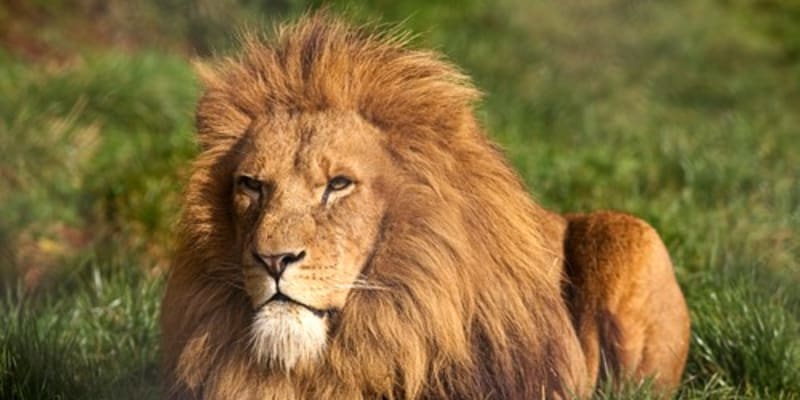 Lev je považován za krále džungle
