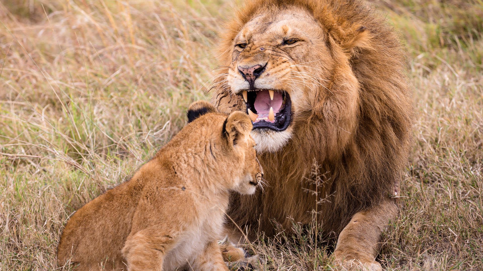 Lví samec se stará jen o své potomky