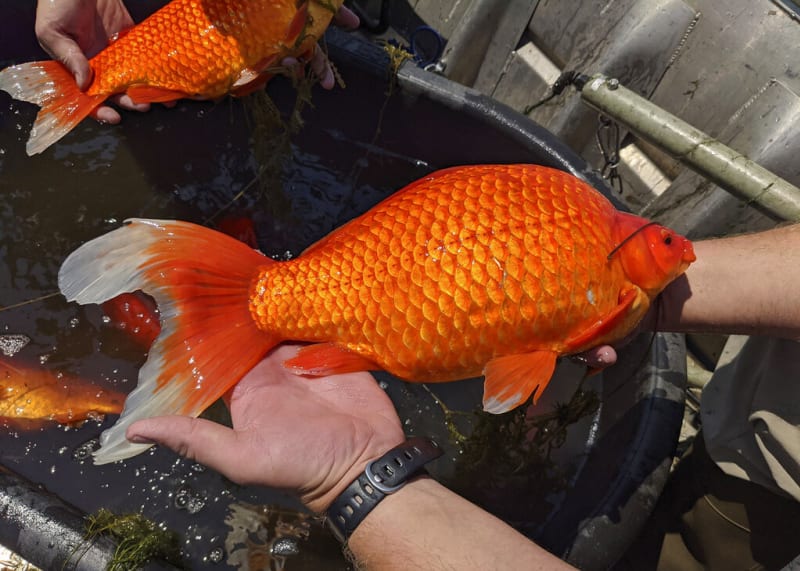 Přerostlé zlaté rybky vylovené v roce 2021 v Minnesotě