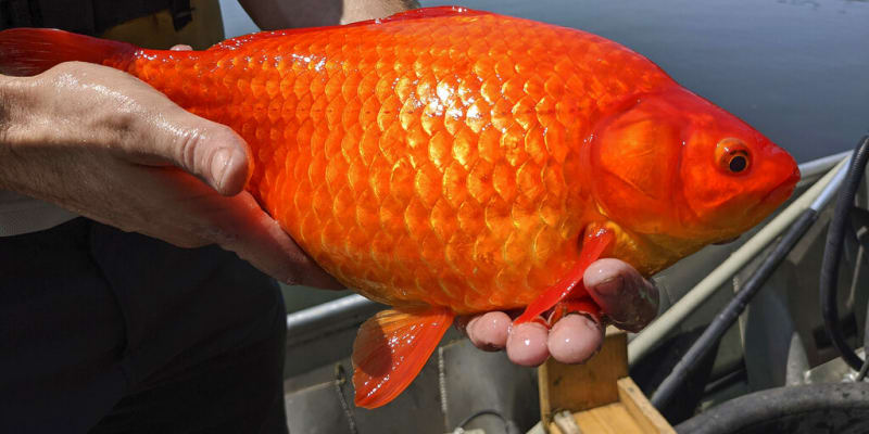 Přerostlé zlaté rybky vylovené v roce 2021 v Minnesotě