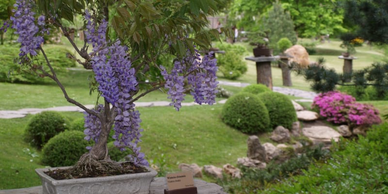 vistárie pana Kefurta - bonsai, kterou vystavoval na výstavě bonsají v Botanické zahradě 