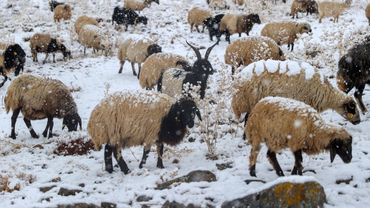 Desítky ovcí chodí v kruhu už několik dní v kuse. (Ilustrační foto)