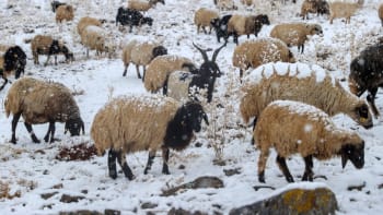 Nevysvětlitelná záhada. Stádo ovcí chodí už 12 dní v kruhu, video se stalo hitem