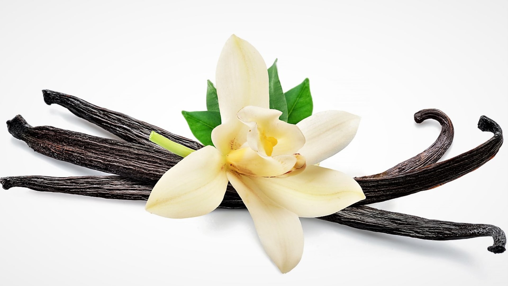 Pravá vanilka (vanilovník plocholistý Vanilla planifolia) je tropická popínavá orchidej původem z Mexika. Je to jediná orchidej, jejíž plody (tobolky) se používají jako koření.