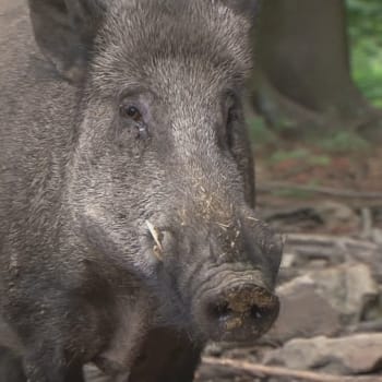 Přemnožená prasata na Liberecku škodí.