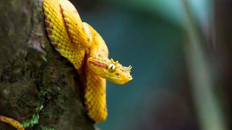Křovinář ostnitý je jedovatý had.