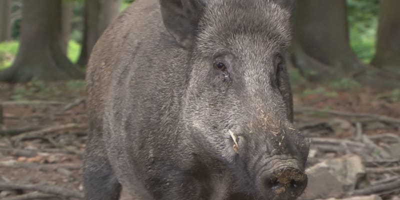 Přemnožená prasata na Liberecku škodí.