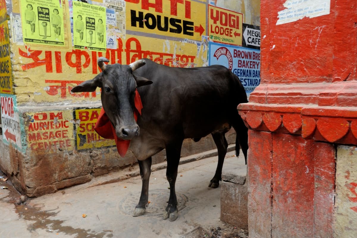 Kráva utekla z trhu s dobytkem. (Ilustrační foto)
