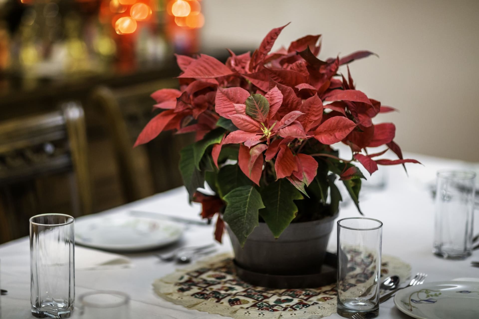 Vánoční hvězda jako ozdoba štědrovečerního stolu