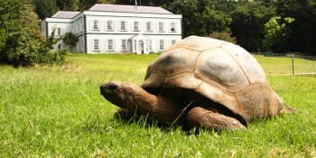 Rekordman želvák. Jonathan je zřejmě nejstarším zvířetem na světě, oslavil již 190. narozeniny