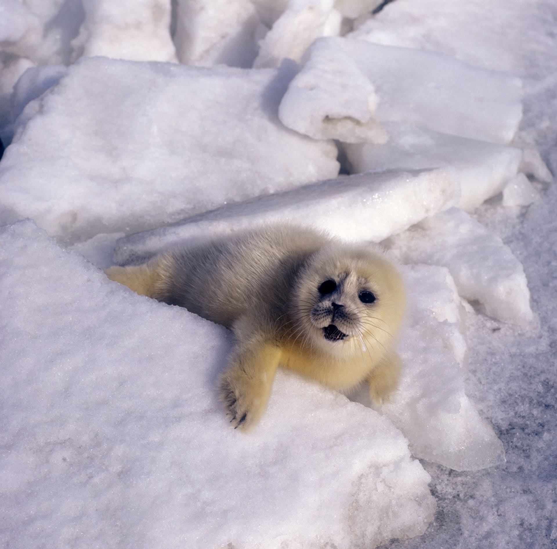 Tuleni kaspiští patří mezi ohrožené druhy.