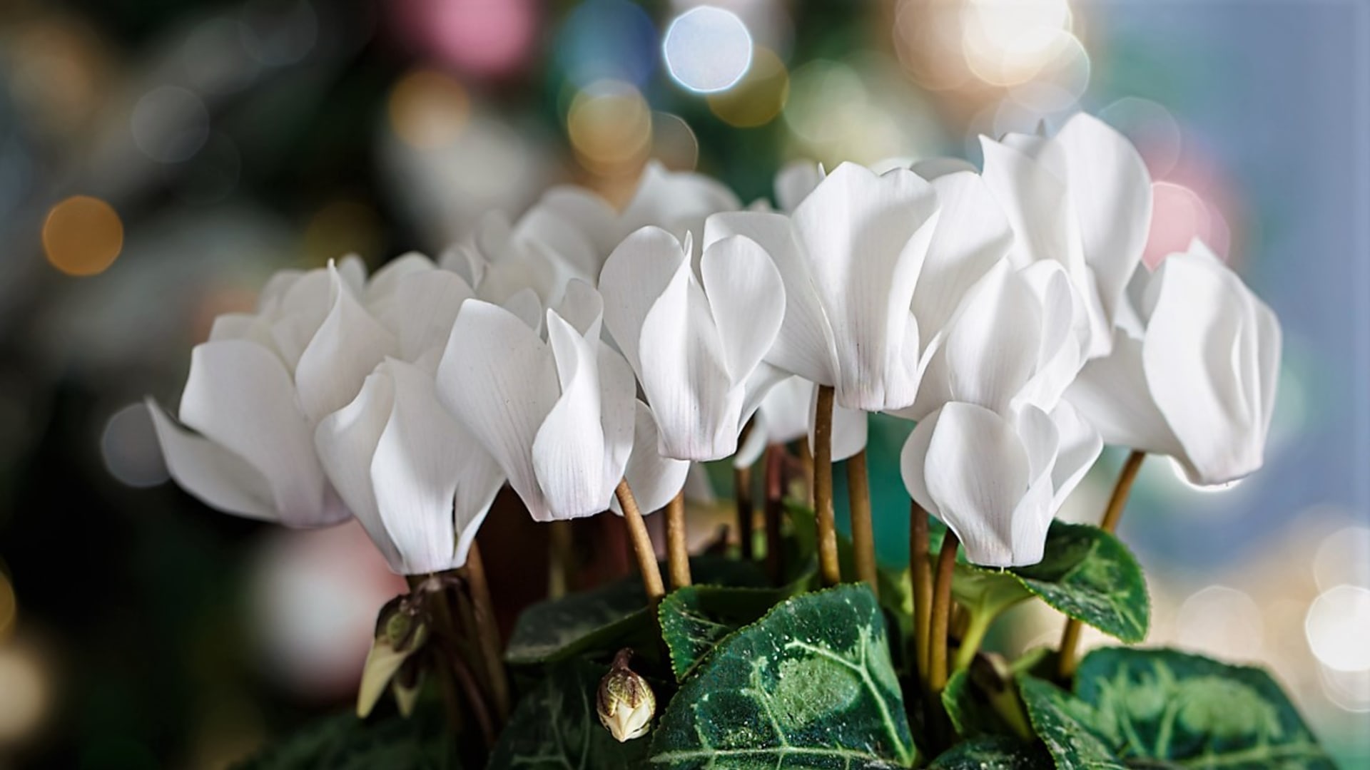 Vánoční hrnkové květiny – brambořík, azalka, vánoční kaktus, hvězdník, kalanchoe, poinsettie nebo orchidej – umí nevšední krásou svých květů vykouzlit slavnostní atmosféru českých Vánoc. 