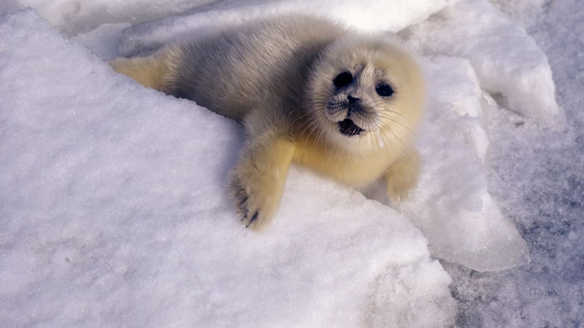 Tuleni kaspiští patří mezi ohrožené druhy.