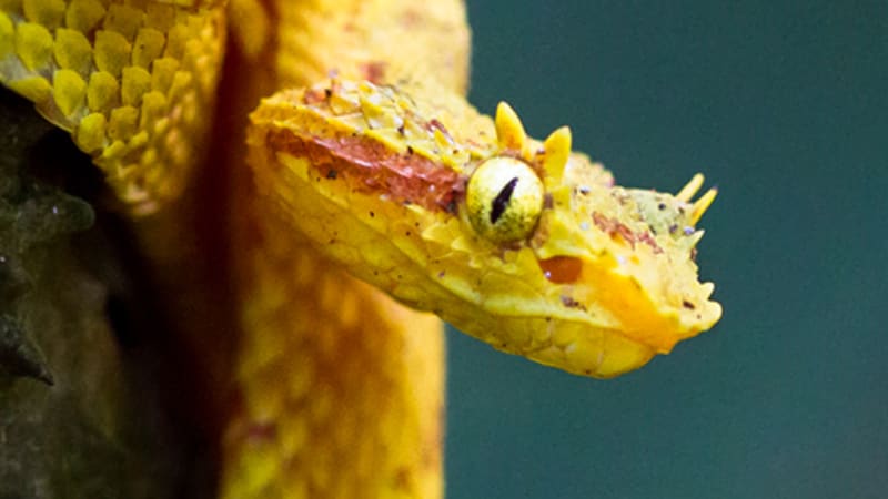 Smrtelně jedovatému hadovi se tesáky nevejdou do tlamy. Podívejte se, jak je musí složit