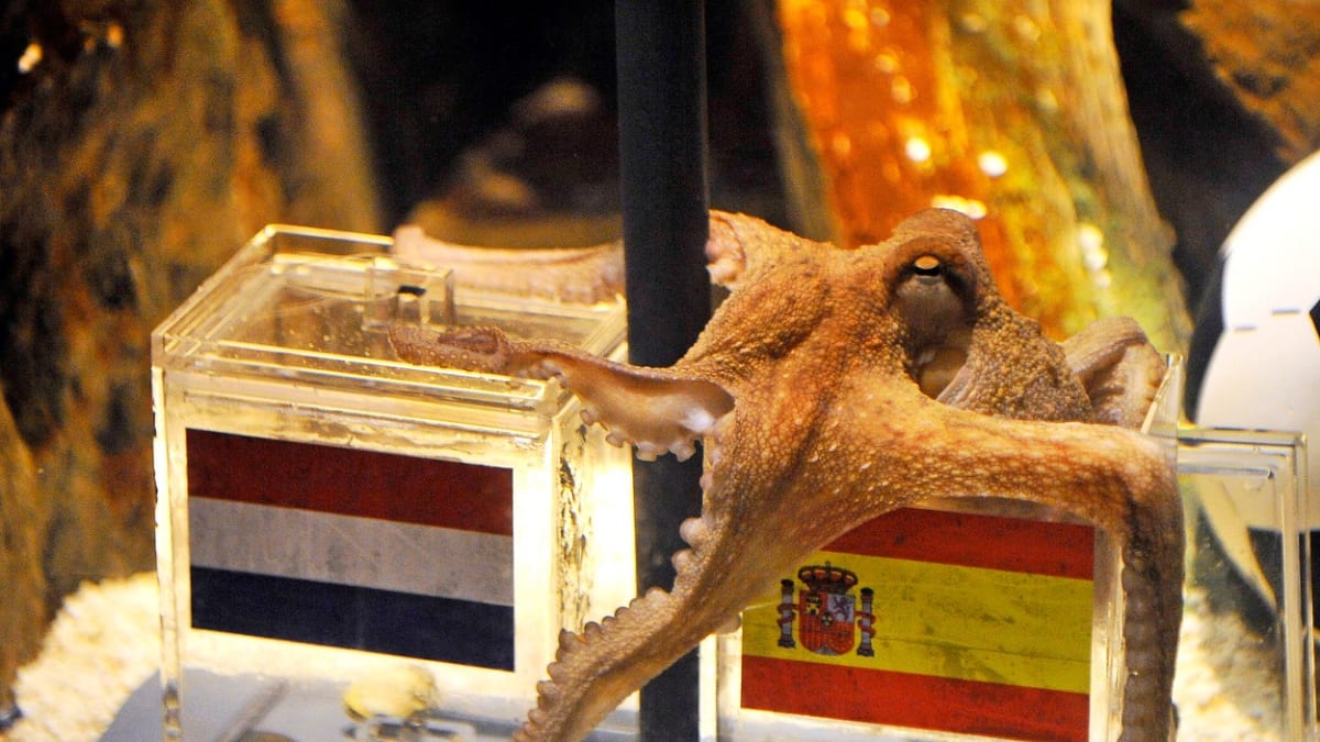 Chobotnice Paul v roce 2010 správně tipovala, že finále mistrovství světa vyhrají Španělé.